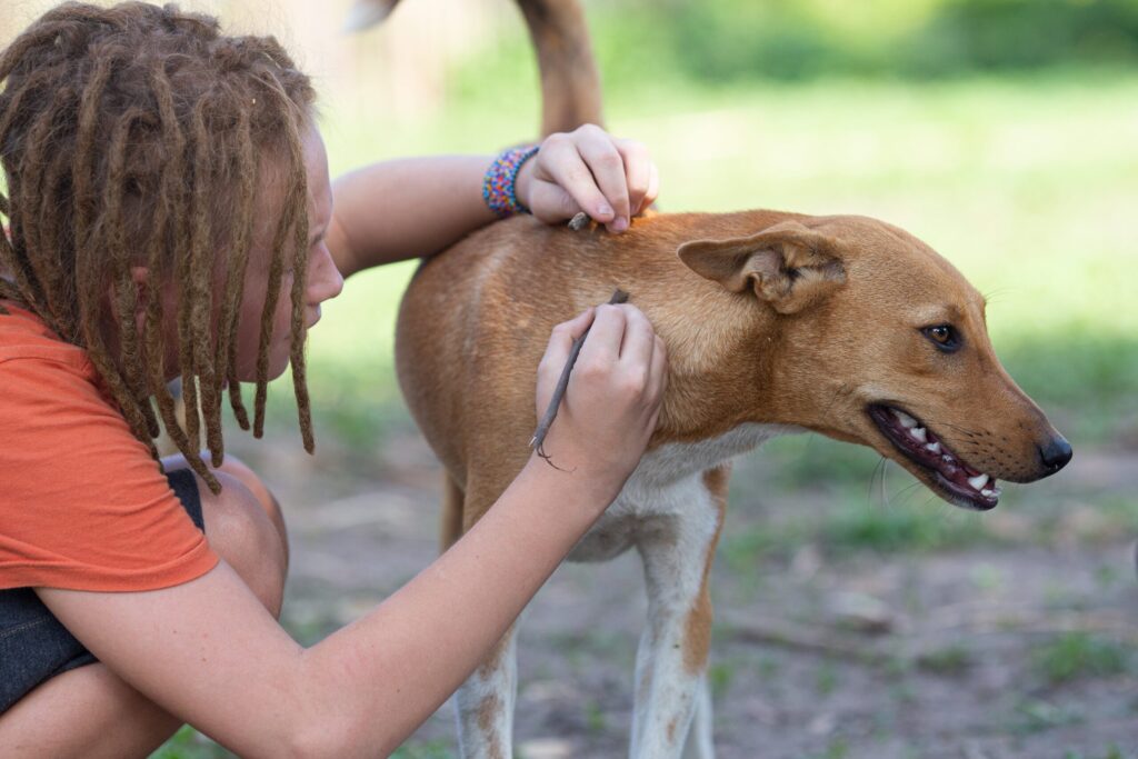 Photo of a Person in Dreadlocks taking Care of a Dog